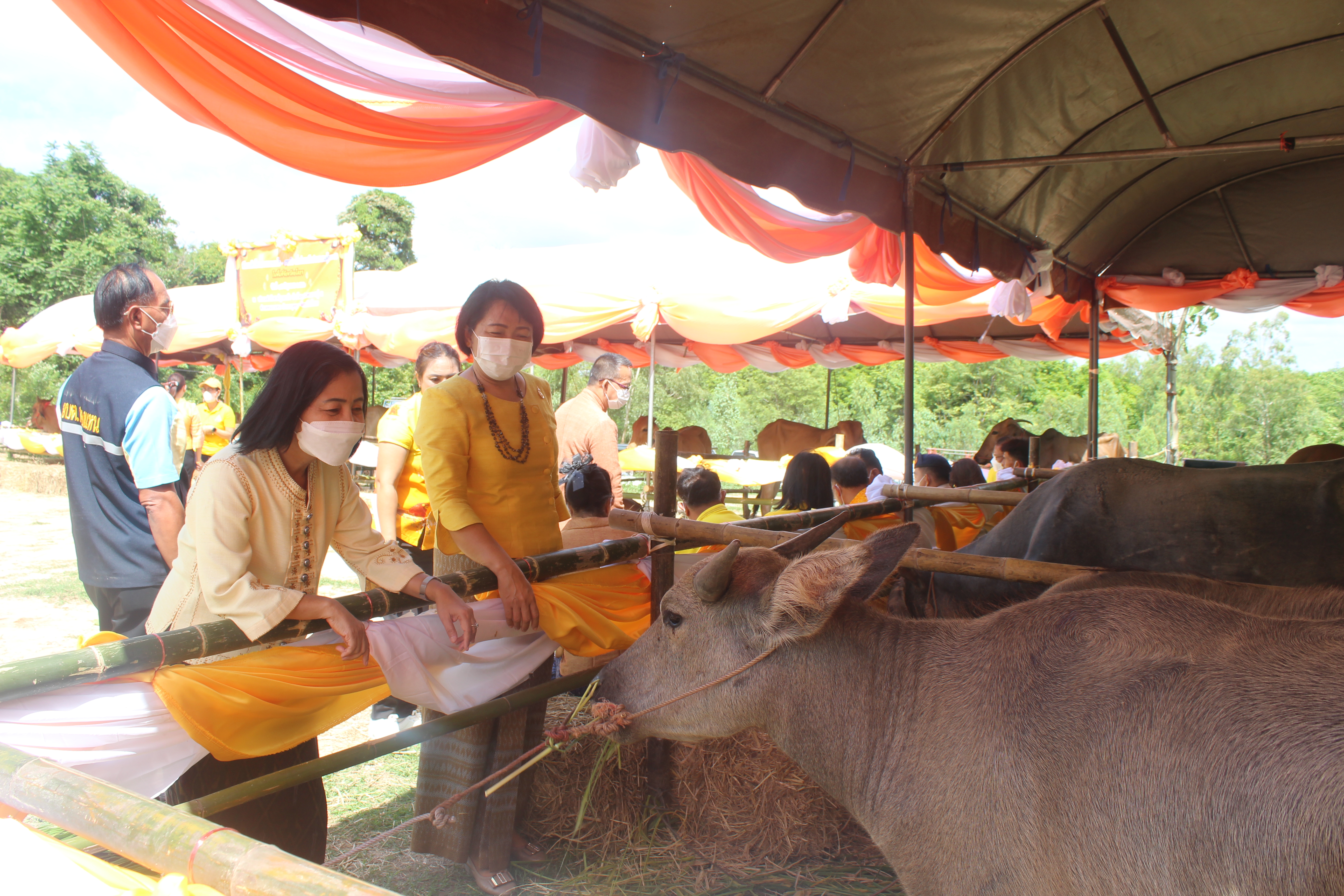 จังหวัดยโสธร มอบโค-กระบือ เพื่อช่วยเหลือประชาชนผู้ยากจนในพื้นที่ จังหวัดยโสธรภายใต้การดำเนินงานศูนย์อำนวยการขจัดความยากจนและพัฒนาคนทุกช่วง วัยอย่างยั่งยืนตามหลักปรัชญาของเศรษฐกิจพอเพียง จังหวัดยโสธร