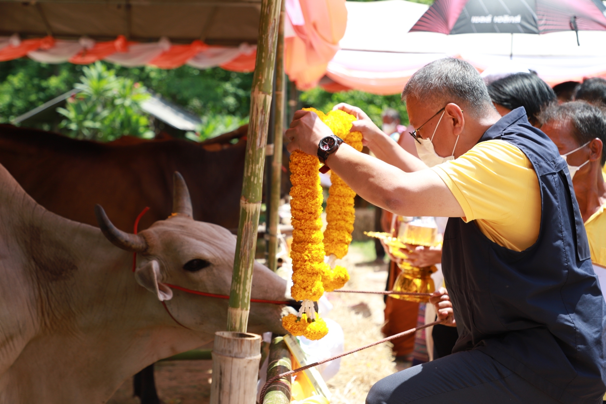 จังหวัดยโสธร มอบโค-กระบือ เพื่อช่วยเหลือประชาชนผู้ยากจนในพื้นที่ จังหวัดยโสธรภายใต้การดำเนินงานศูนย์อำนวยการขจัดความยากจนและพัฒนาคนทุกช่วง วัยอย่างยั่งยืนตามหลักปรัชญาของเศรษฐกิจพอเพียง จังหวัดยโสธร