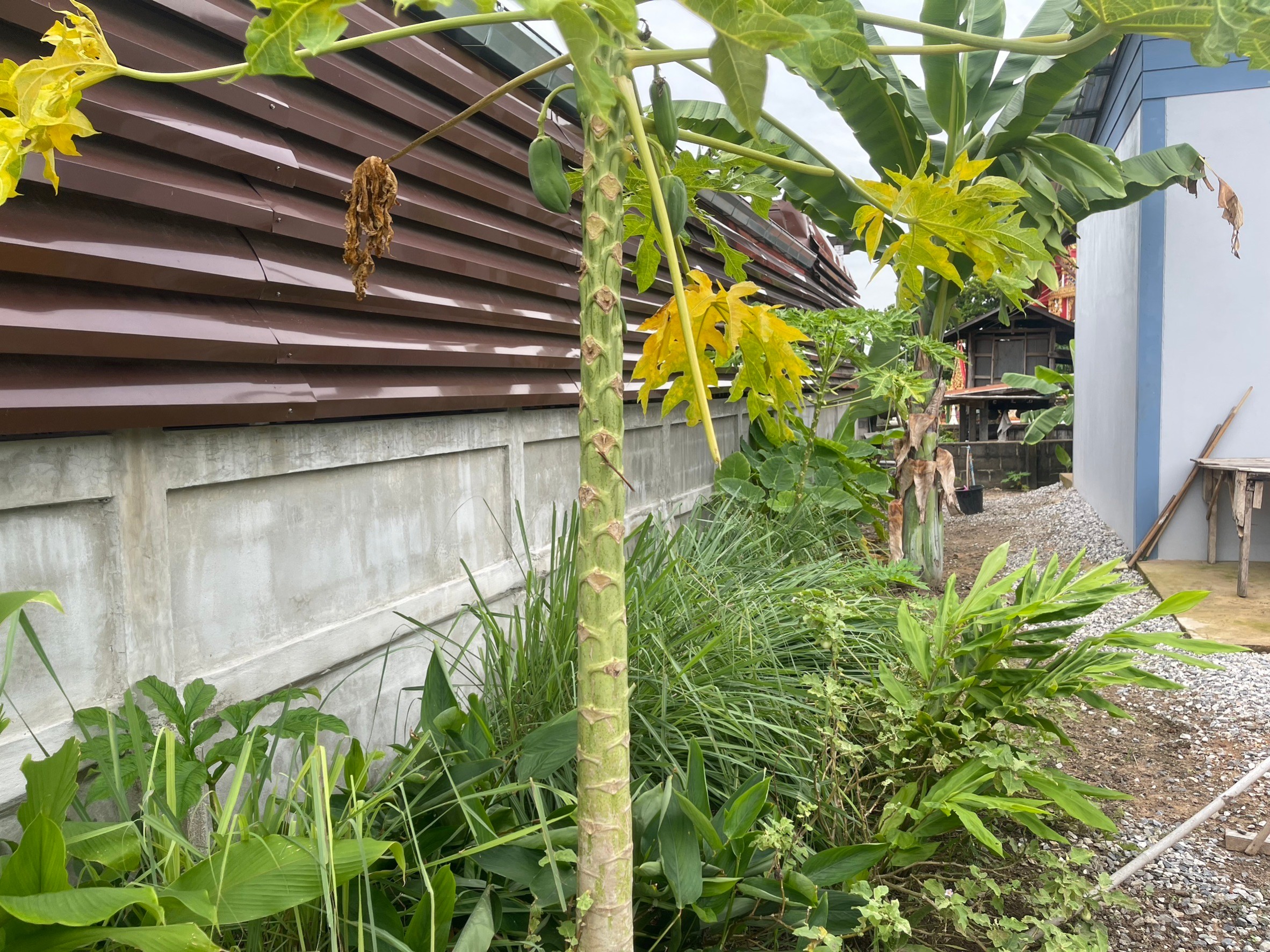 พช.ยโสธร ร่วมกับ ศจพ.อำเภอเมืองยโสธร ทีมปฏิบัติการตำบล ลงพื้นที่ติดตามสนับสนุน ส่งเสริมการพัฒนาคุณภาพชีวิต ครัวเรือนนางนาง ธิมาชัย ตำบลเดิด อำเภอเมืองยโสธร จังหวัดยโสธร