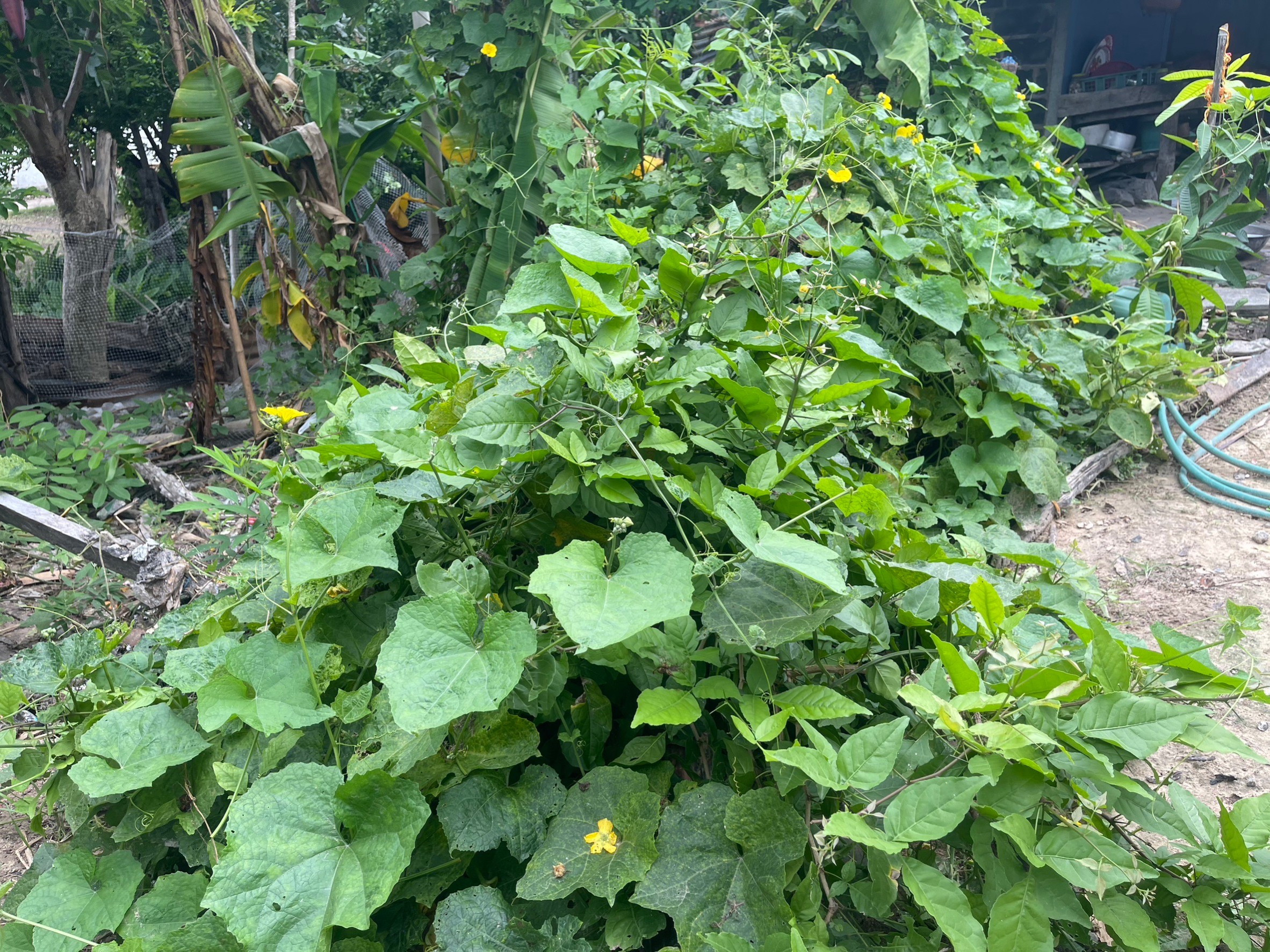 พช.ยโสธร ร่วมกับ ศจพ.อำเภอเมืองยโสธร ทีมปฏิบัติการตำบล ลงพื้นที่ติดตามสนับสนุน ส่งเสริมการพัฒนาคุณภาพชีวิต ครัวเรือนนางนาง ธิมาชัย ตำบลเดิด อำเภอเมืองยโสธร จังหวัดยโสธร