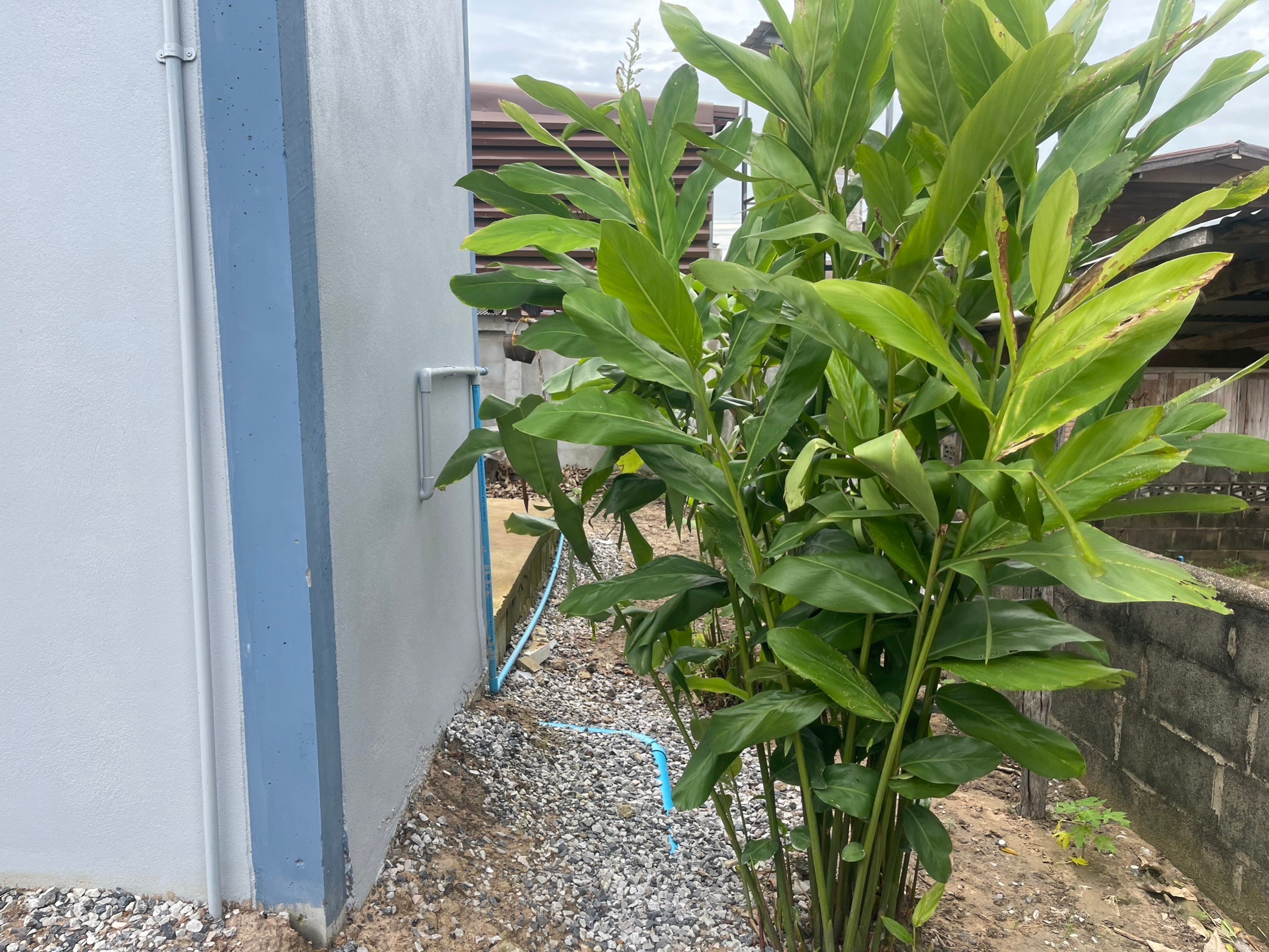 พช.ยโสธร ร่วมกับ ศจพ.อำเภอเมืองยโสธร ทีมปฏิบัติการตำบล ลงพื้นที่ติดตามสนับสนุน ส่งเสริมการพัฒนาคุณภาพชีวิต ครัวเรือนนางนาง ธิมาชัย ตำบลเดิด อำเภอเมืองยโสธร จังหวัดยโสธร