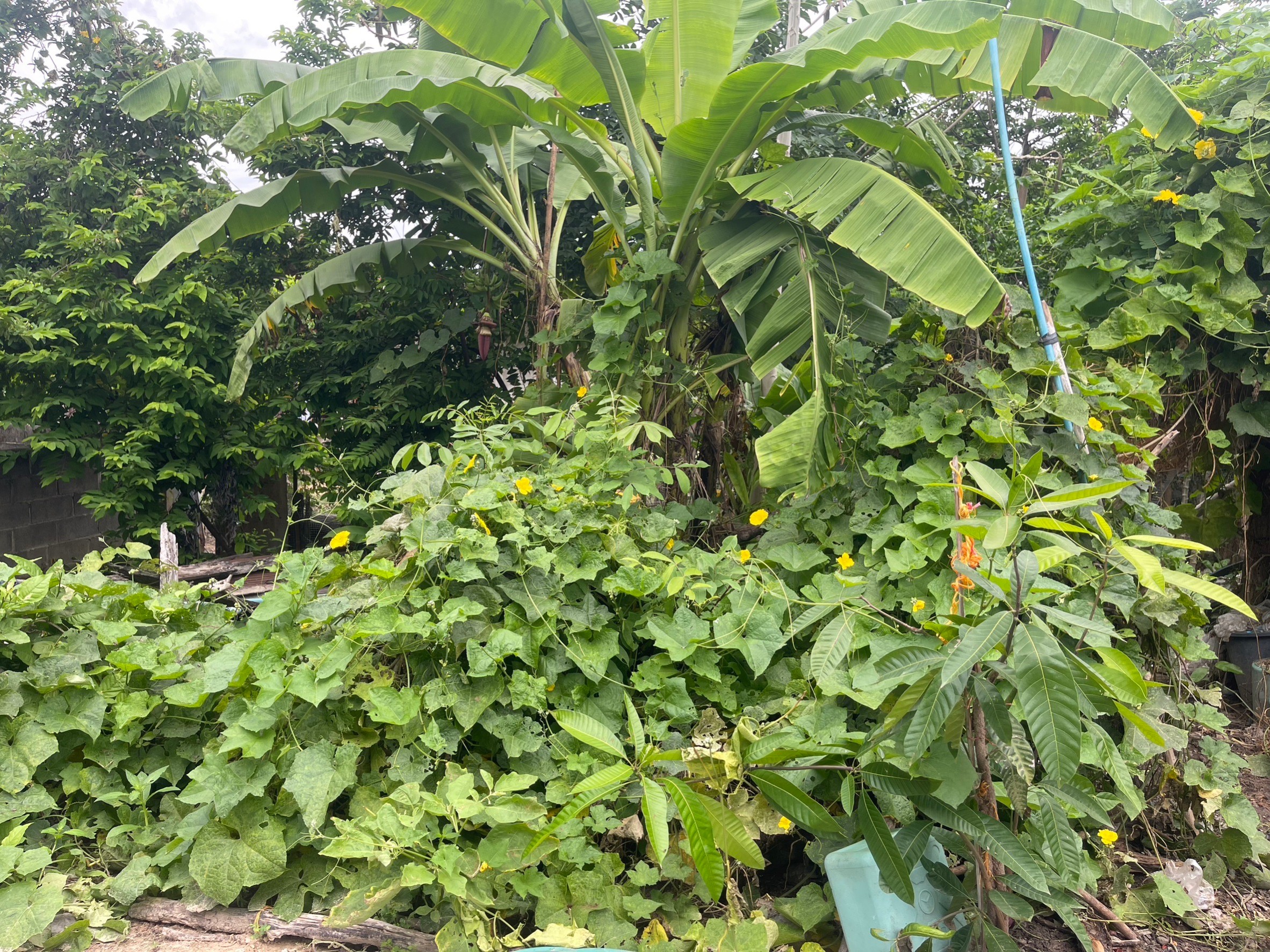 พช.ยโสธร ร่วมกับ ศจพ.อำเภอเมืองยโสธร ทีมปฏิบัติการตำบล ลงพื้นที่ติดตามสนับสนุน ส่งเสริมการพัฒนาคุณภาพชีวิต ครัวเรือนนางนาง ธิมาชัย ตำบลเดิด อำเภอเมืองยโสธร จังหวัดยโสธร