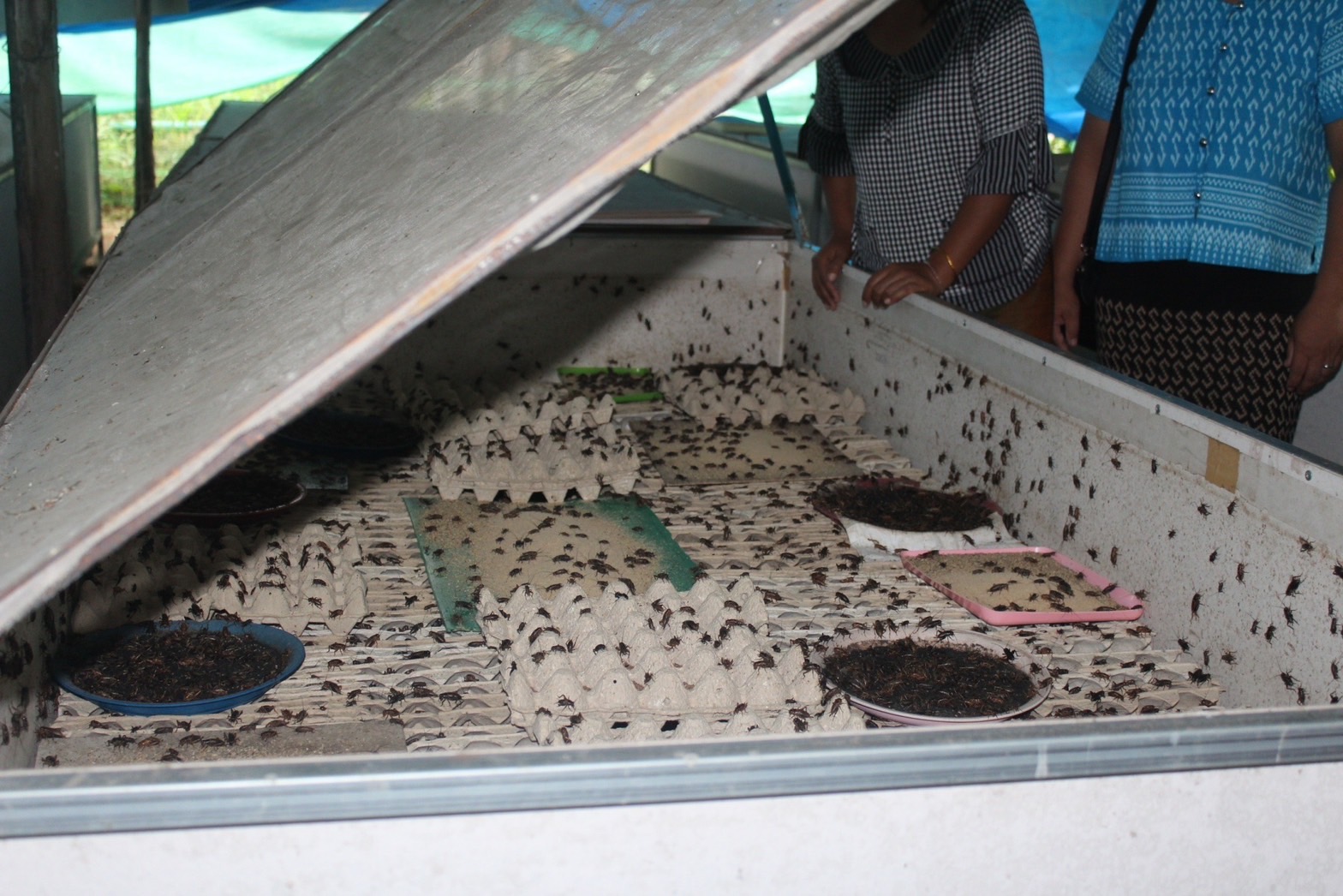 ผู้ตรวจราชการกรมพัฒนาชุมชน คัดเลือกคนกองทุนพัฒนาบทบาทสตรีดีเด่น ระดับเขตตรวจราชการที่ 14 ประจำปี 2566 พื้นที่จังหวัดยโสธร