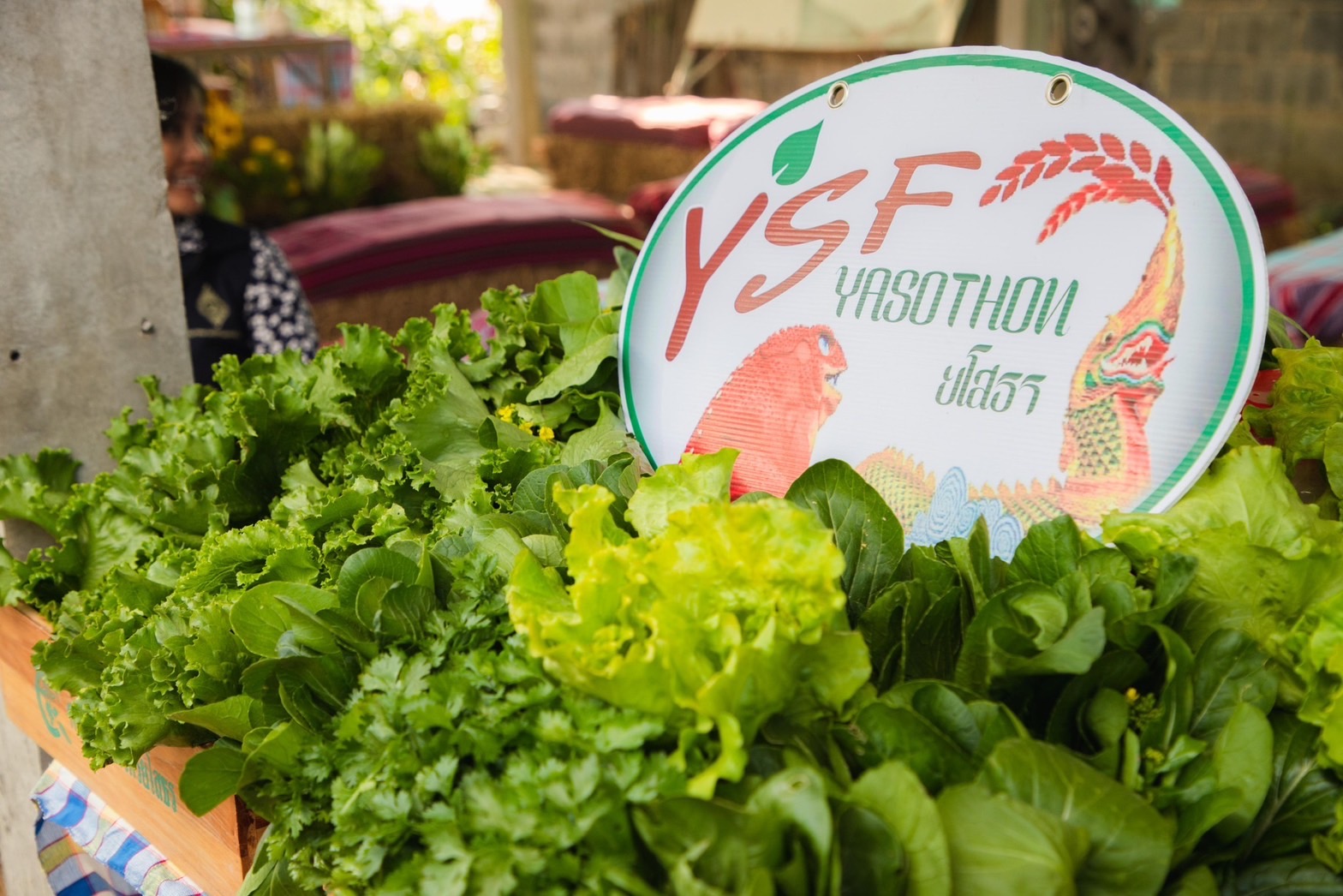 พ่อเมืองยโสธร ลงพื้นที่เยี่ยมชมโคกหนองนาพัฒนาชุมชน ณ พื้นที่อำเภอมหาชนะชัย จังหวัดยโสธร