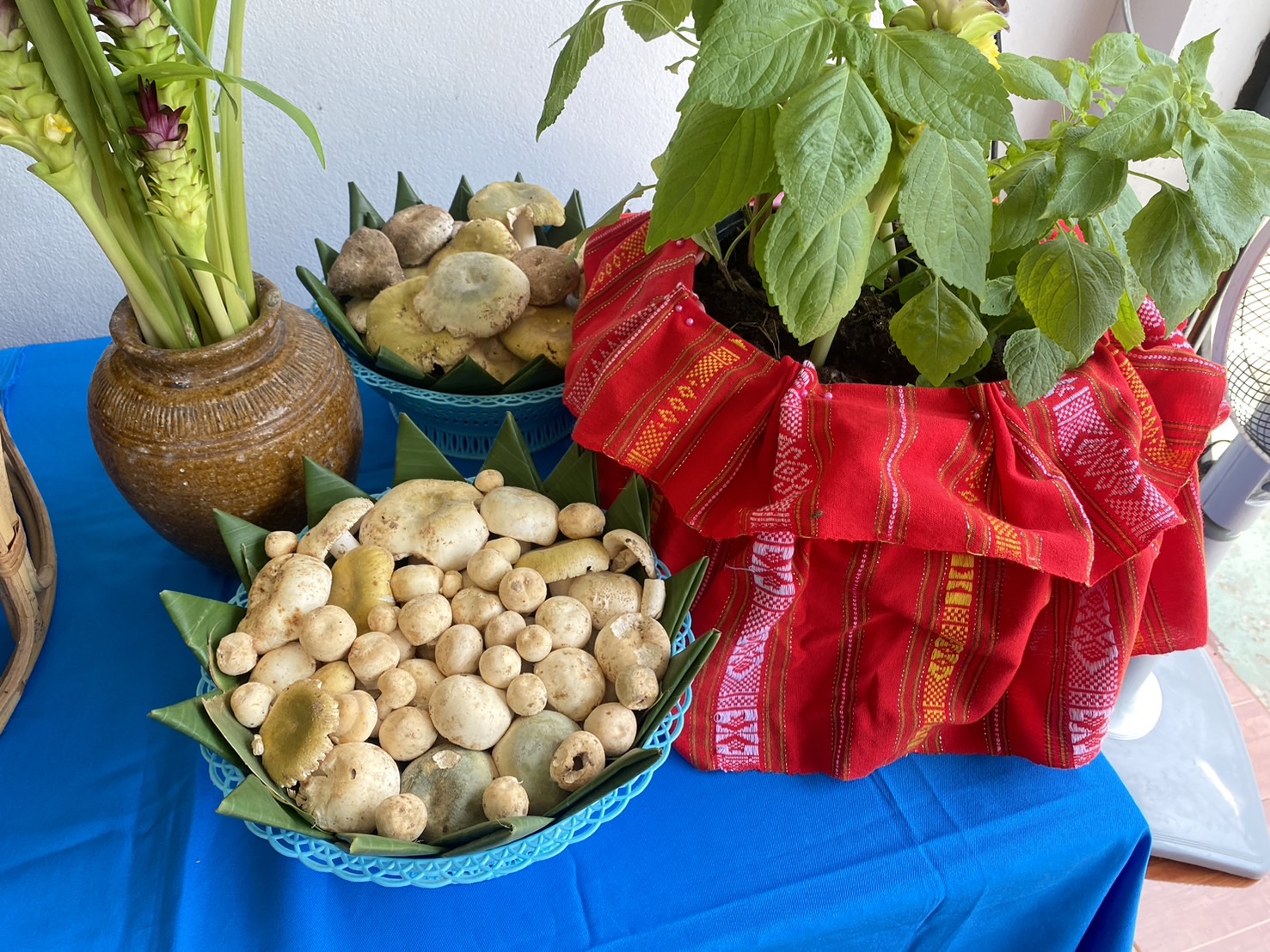 พช.ยโสธรดำเนินกิจกรรมพัฒนายกระดับหมู่บ้านกองทุนแม่ของแผ่นดินสู่การเป็นต้นแบบด้านการป้องกันและแก้ไขปัญหายาเสพติดกิจกรรมการประกวดหมู่บ้านกองทุนแม่ ของแผ่นดินดีเด่นระดับจังหวัด ประจำปีงบประมาณ พ.ศ. 2567 ณ พื้นที่อำเภอค้อวังและอำเภอมหาชนะชัย จังหวัดยโสธร